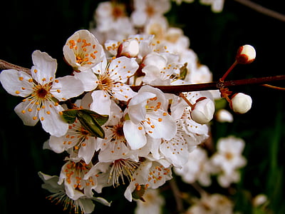 flor, fonte branca, Casey, natureza, árvore, filial, planta