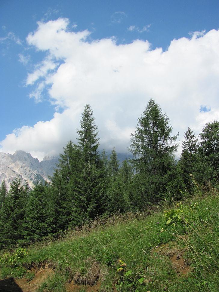 fyrretræ, Mountain, Cadore, Belluno, Borca, Val de cuze, sommer