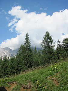 cây thông, núi, Cadore, Belluno, Borca, Val de cuze, mùa hè