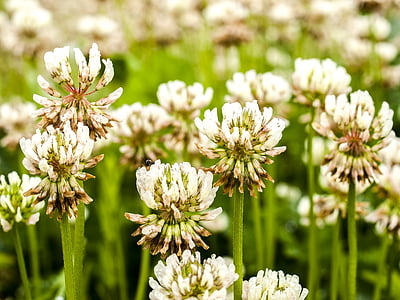 λευκό τριφύλλι, Πάουλ Κλέε, λουλούδι, άνθος, άνθιση, φυτό, φύση
