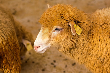 fåren, djur, lamm, boskap, närbild, makro, HDR