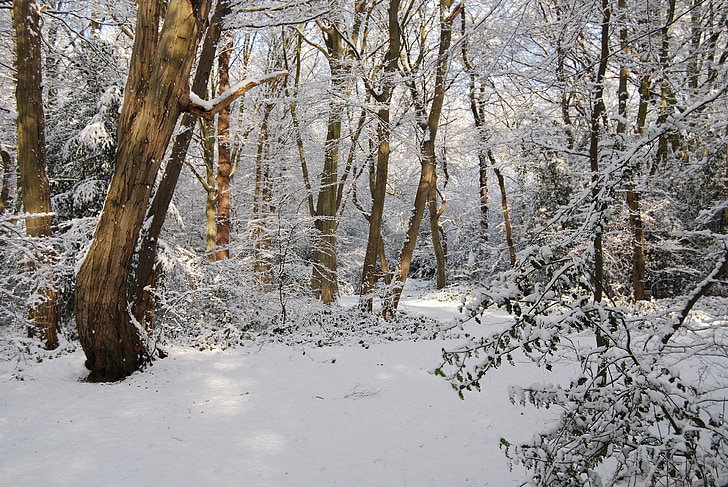 sne, vinter, skov, træ, snefald, kolde, frosne