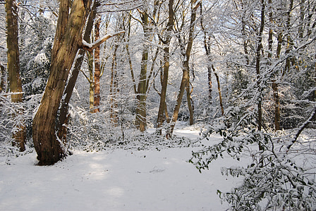 hó, téli, erdő, fa, havazás, hideg, fagyasztott