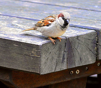 Sparrow, sperling, Songbird, House sparrow, alam, burung pipit, burung
