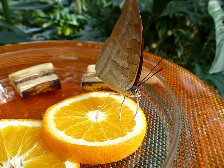 butterfly, feeding, sugar water, orange slices, oranges, butterfly house, insect