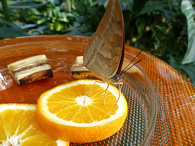 farfalla, alimentazione, acqua e zucchero, fette d'arancia, arance, Casa delle farfalle, insetto