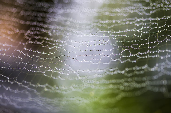 Web, păianjen, picături, ploaie, blur, net, macro