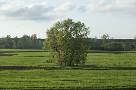 landscape, single tree, green, nature, grass, summer, spring