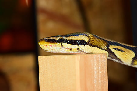 serpiente, constrictor, Python, reptil, Boa, escala, animal