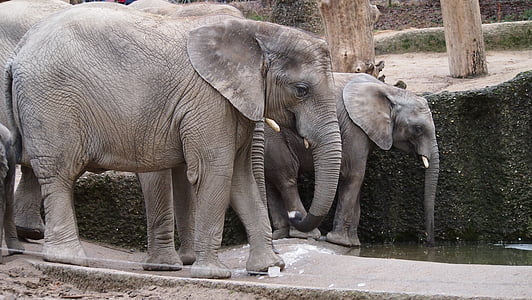 ελέφαντας, Ζωολογικός Κήπος, Βούπερταλ, Κολυμπήστε, πάγου