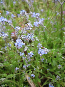Myosotis arvensis, поле Незабравка, Незабравка, Wildflower, ботаника, флора, цъфтят