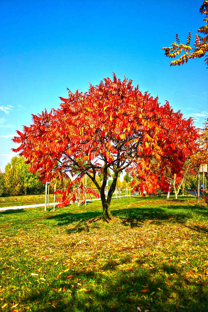 Park, trädgård, träd, lövverk, faller, hösten, färger