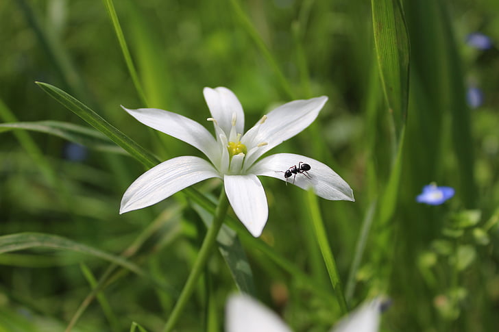 flower, ant, petals, cistus, white, grass, nature