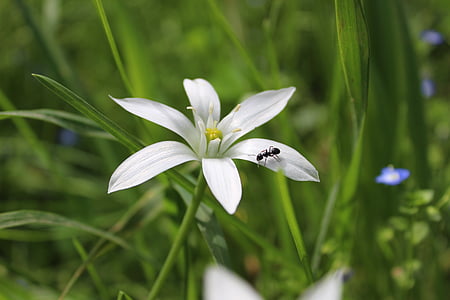 цветок, муравей, лепестки, ладанник, Белый, трава, Природа