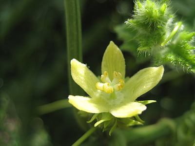 Shu-shu φυτών, λουλούδι, άνθος, πέταλα, προσφορά, άνοιξη, πράσινοι μίσχοι