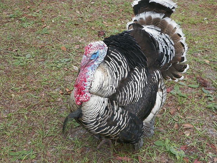 Turkiet, Thanksgiving, traditionella, säsongsbetonade, hösten, naturen, fågel