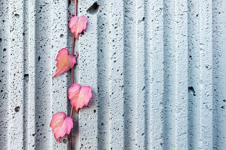 white, wall, leaf, vine, plant, metal, outdoors