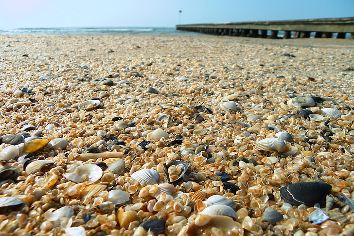 sea, beach, jetty, shells