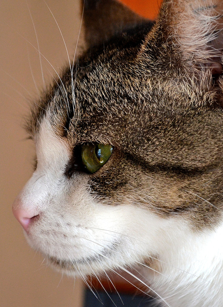 kočka, Kočičí oko, zvíře, zvědavý, domácí zvíře, Pozor, Cat portrét