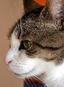 kedi, kedi gözü, hayvan, meraklı, evde beslenen hayvan, dikkat, kedi portre