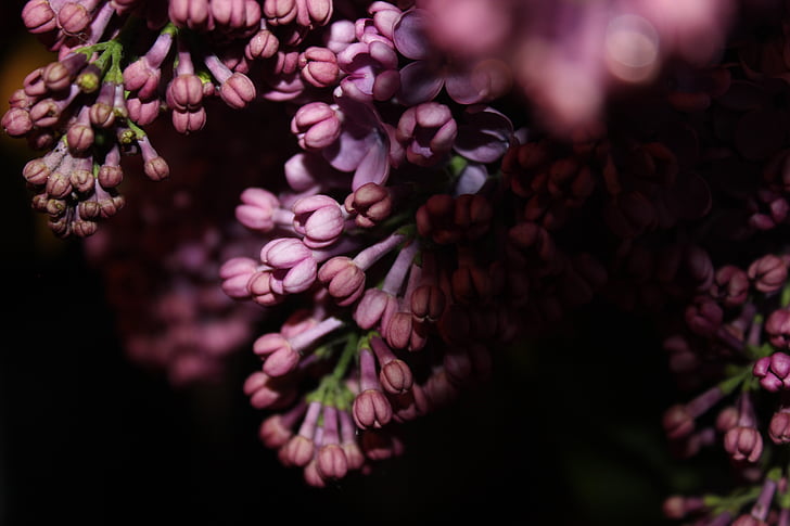 Lilac, màu tím, Hoa, mùa xuân, Hoa màu tím, Thiên nhiên, tử đinh hương mùa hè