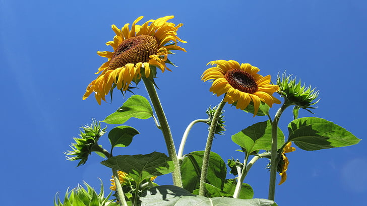 sunflower, blue sky, nature, flower, summer