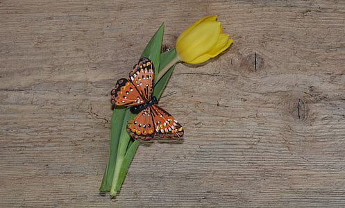 Тюльпан, цветок, schnittblume, желтый, Блоссом, Блум, деко бабочка