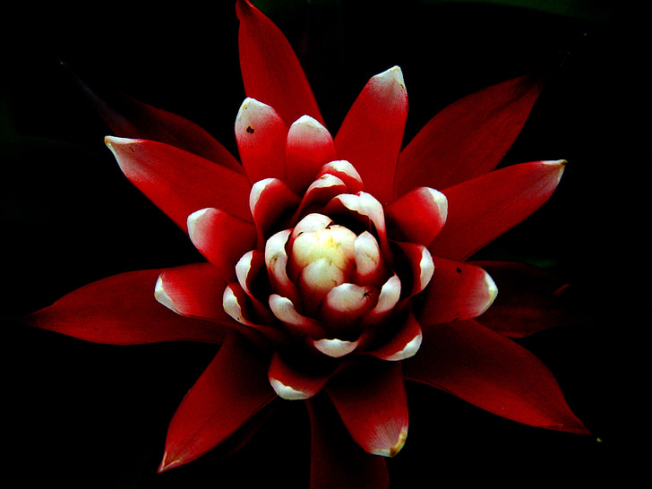 Nidularium, červená, kužeľ kvet
