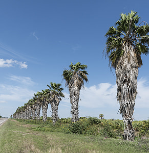 Palmové stromy, řádek, Tropical, Texas, řeka Rio grande, hranice, exotické