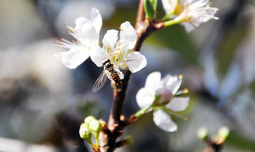 Plum blossom, méh, virág, Quentin chong, virágpor, fogadja el a méz