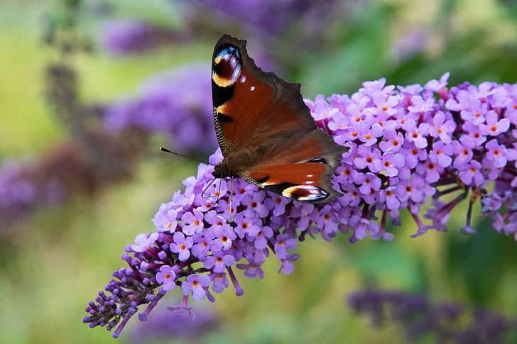 kupu-kupu, serangga, alam, Blossom, mekar, ungu, musim panas