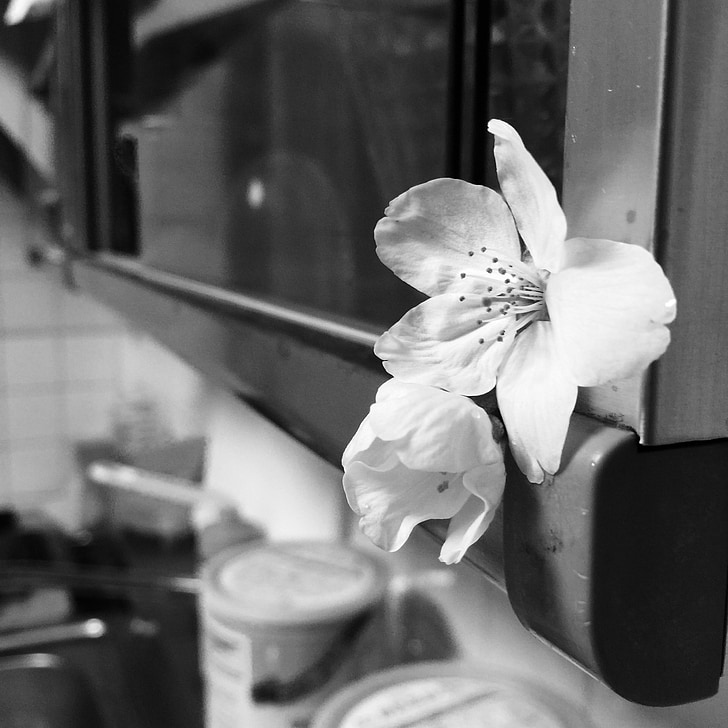 virág, konyha, fehér virág