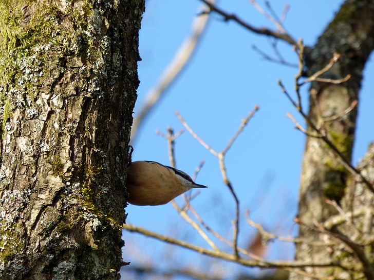 nuthatch, burung, pohon, alam, Luxembourg