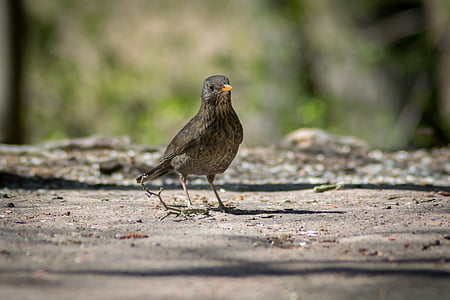 Blackbird, con chim, bệnh tưa miệng tự nhiên, hình ảnh thiên nhiên, một trong những động vật, chủ đề động vật, động vật hoang dã