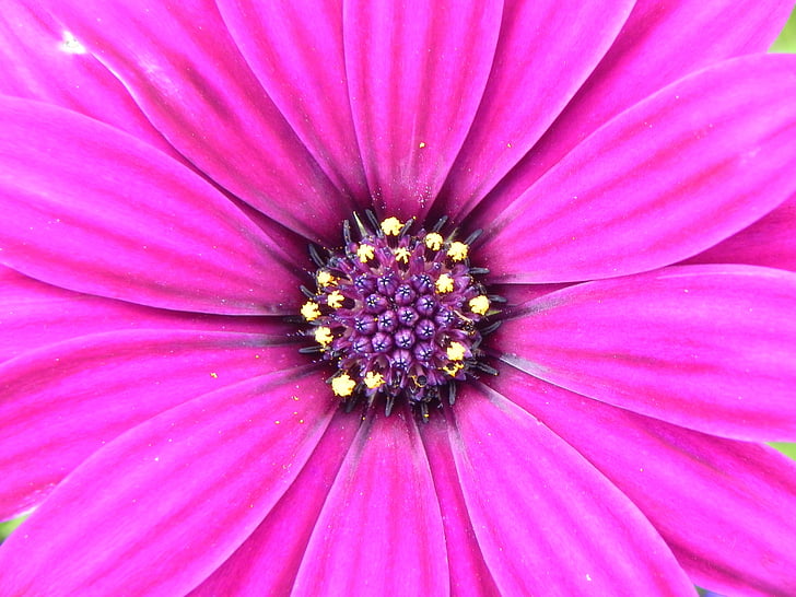 Geranium, kukka, vaaleanpunainen, violetti, Blossom, Bloom, kevään
