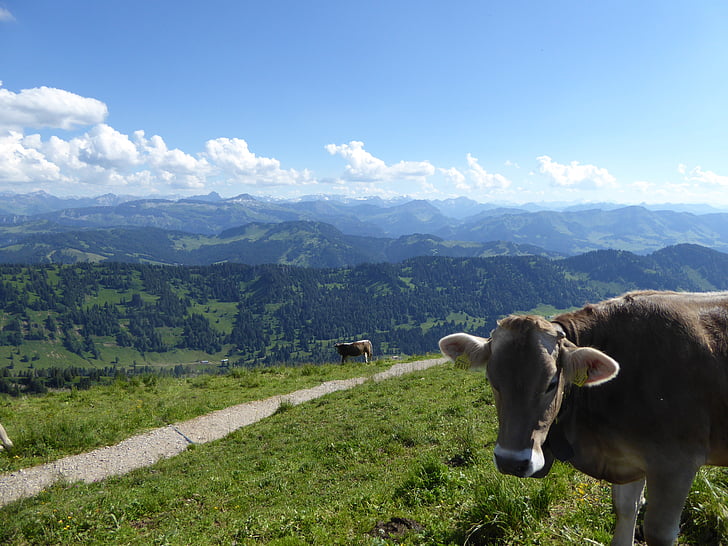 cow, mountains, allgäu, mountain cow, alpine, trail, hiking