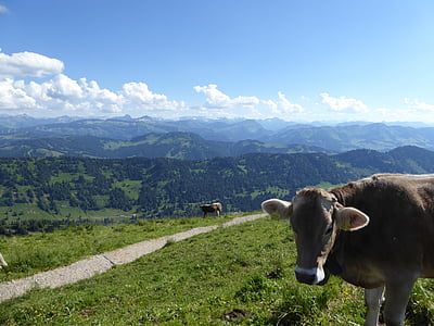 крава, планини, Allgäu, планински крава, алпийски, пътека, Туризъм