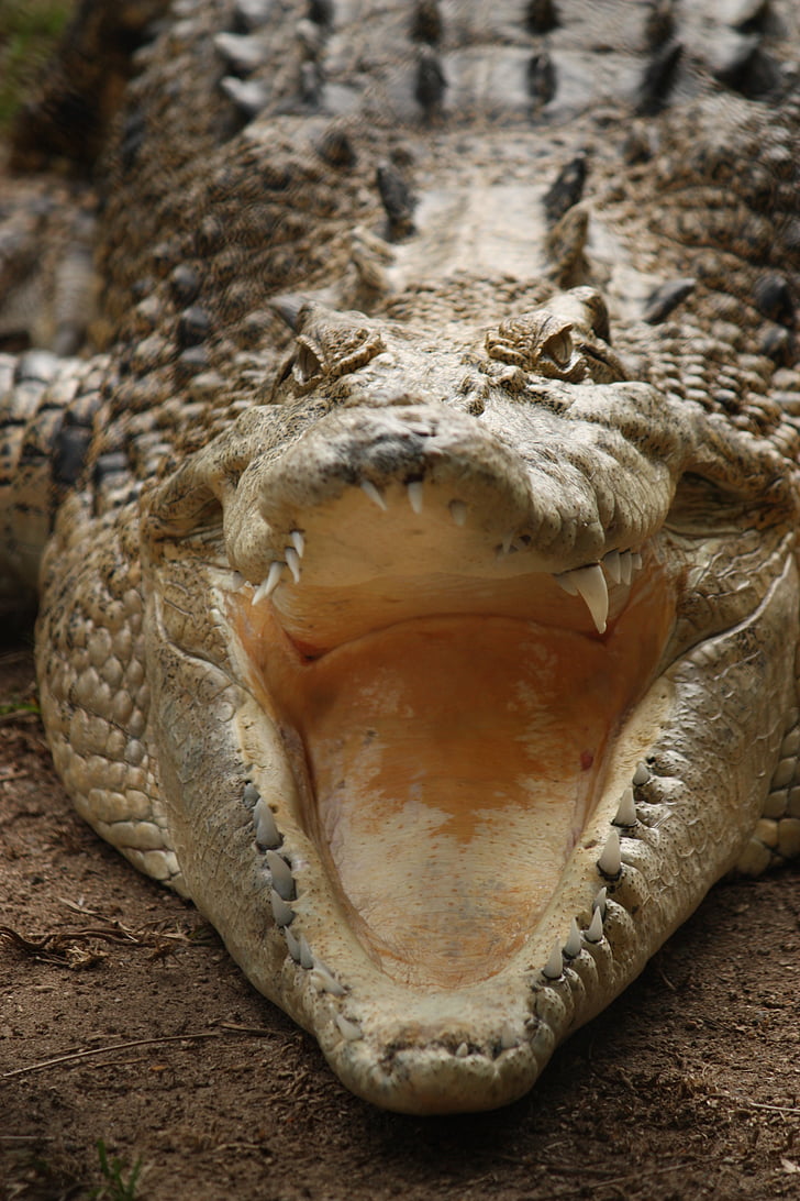 crocodile, dents, Australie, reptile, animal, faune, Predator