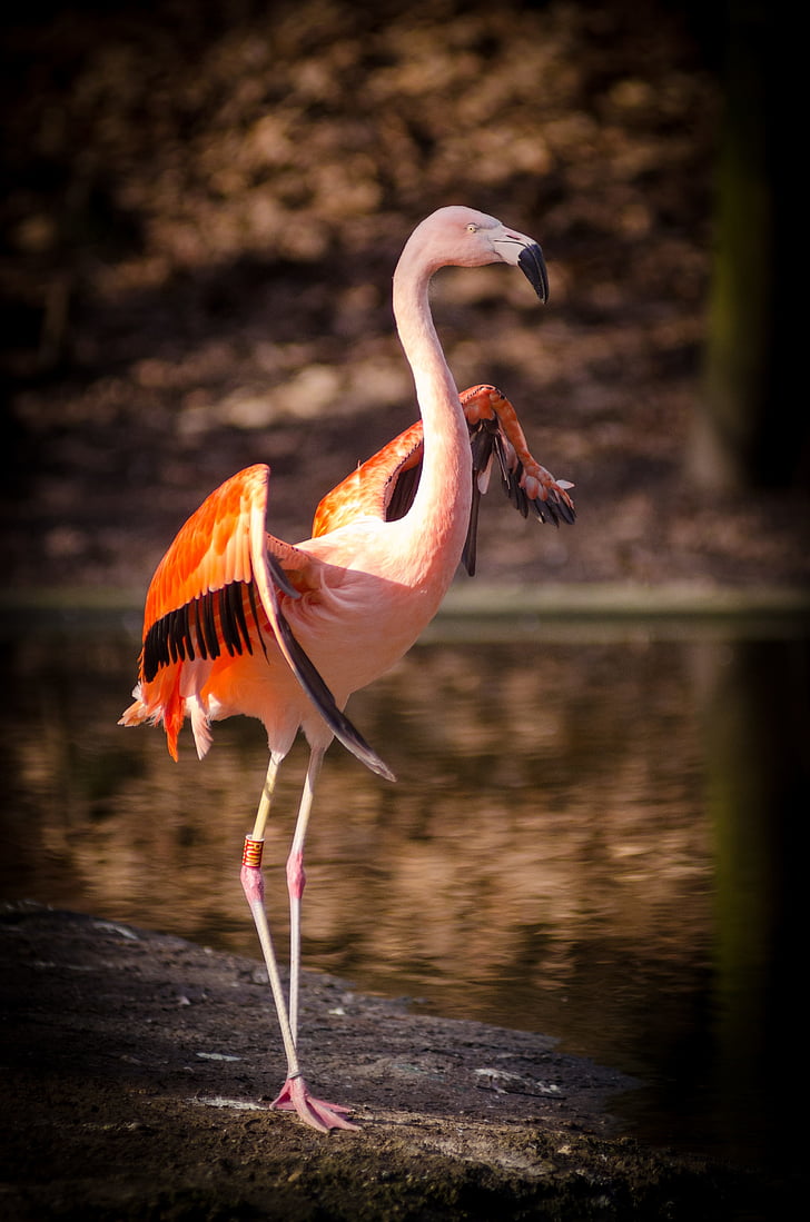 dzīvnieku, putns, spalvas, Flamingo, ārpus telpām, spalvas, ūdens