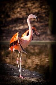 animal, bird, feathers, flamingo, outdoors, plumage, water