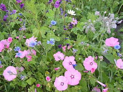 flower meadow, forår, natur, blomster, Blossom, Bloom, flora