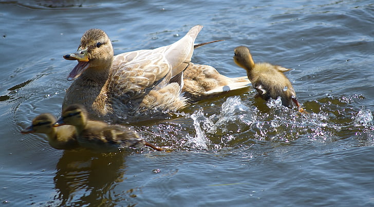 duck, mallard, boy, chicken, duck bird, water bird, aquatic animals