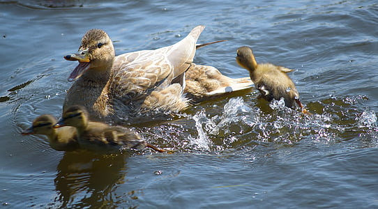 ördek, Yaban ördeği, Çocuk, tavuk, ördek kuş, su kuşu, suda yaşayan hayvanlar
