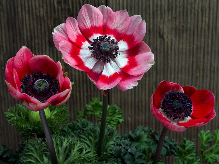 flowers, garden anemone, spring, close, garden, plant, hahnenfußgewächs