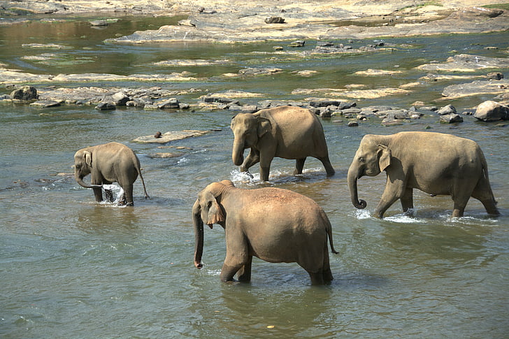 elephants, herd, animals, color