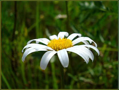 bunga, Daisy, alam, bunga dari bidang, kelopak bunga, musim panas, bunga musim panas