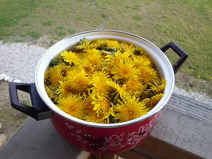 Dandelion, panci, kuning