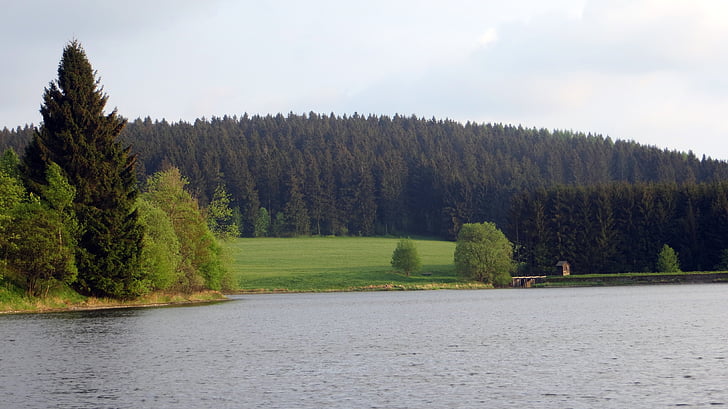 idyll, forest, conifers, recovery, landscape, nature, upper harz water shelves