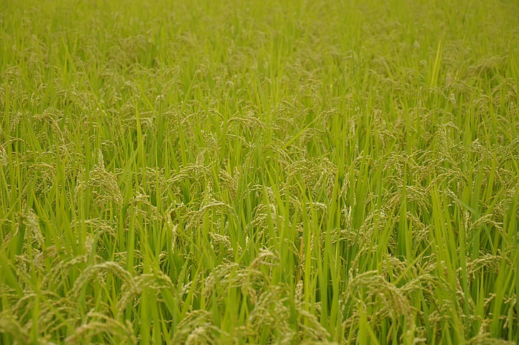 Yamada osebe riževih polj, riž, USD, Japonska, ozadje