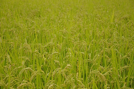 campos de arroz do Yamada, arroz, USD, Japão, plano de fundo